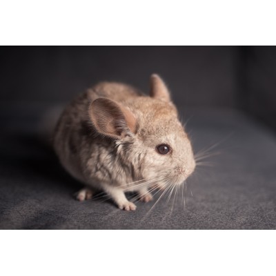 Chinchilla beige